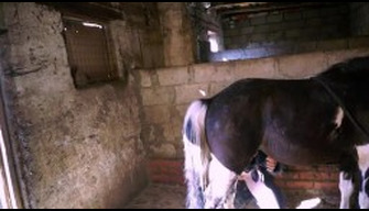 Hd zoo porno con animali russo zoophile Nadia scopa con un cavallo nella stalla guarda i video gratis