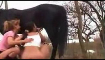 Bellissimo zoo porno donne con cool glutei dare un pompino a un cavallo